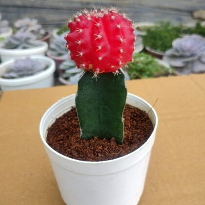 Moon Cactus Plant (Red)