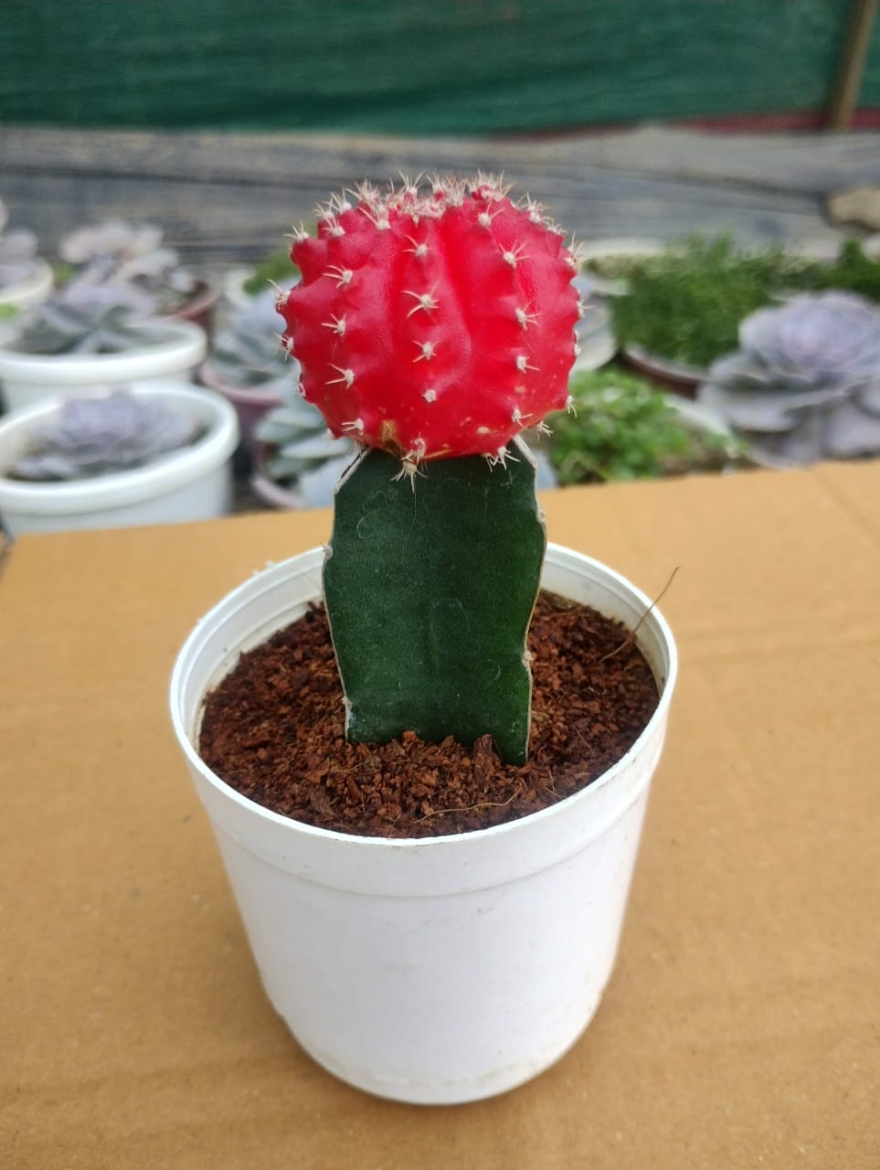 Moon Cactus Plant (Red)
