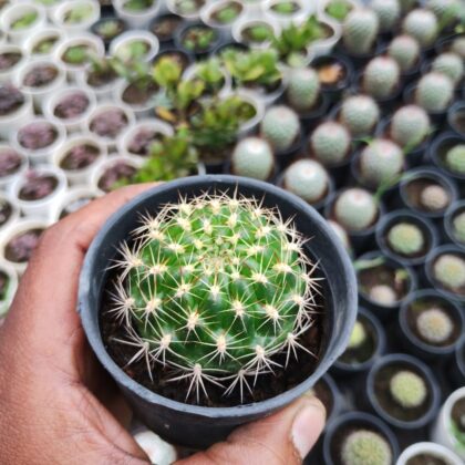 Notocactus Crassigibus Cactus Plant