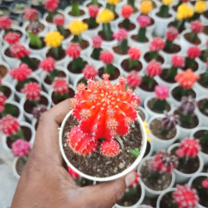 Orange Grafted Moon Cactus