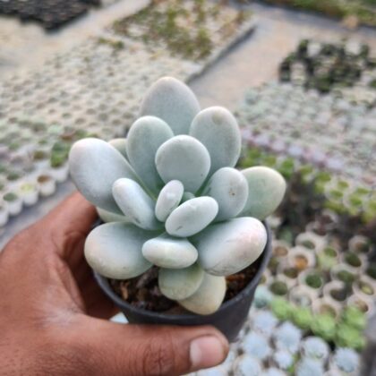 Pachyphytum Trumpet (Moonstone) Succulent Plant