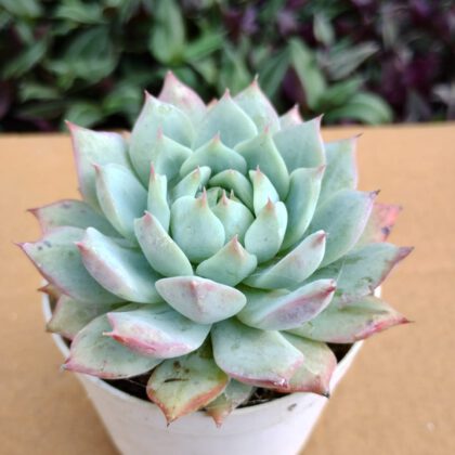 Pegasus Flora | Echeveria Colorata Succulent Plant