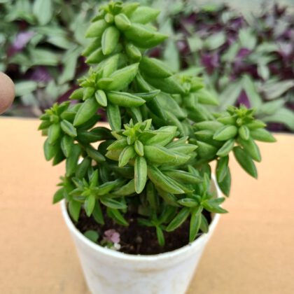 Peperomia Dolabriformis | Peperomia Axillaris Succulent Plant