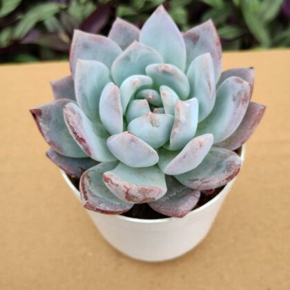 Pink Echeveria Succulent Plant