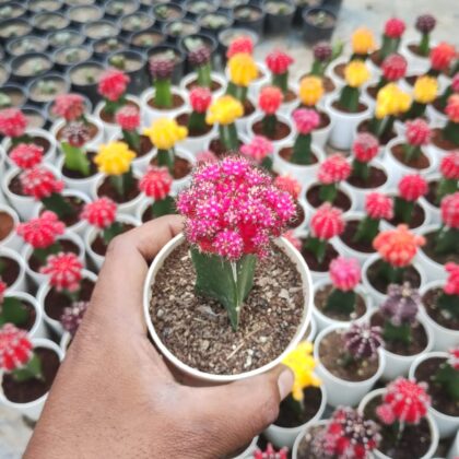 Pink Moon Cactus Plant