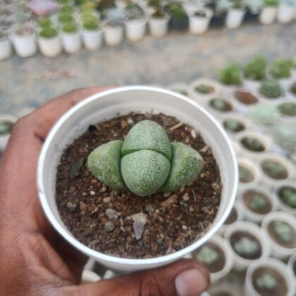 Pleiospilos Nelii (Split Rock) Lithops Plant