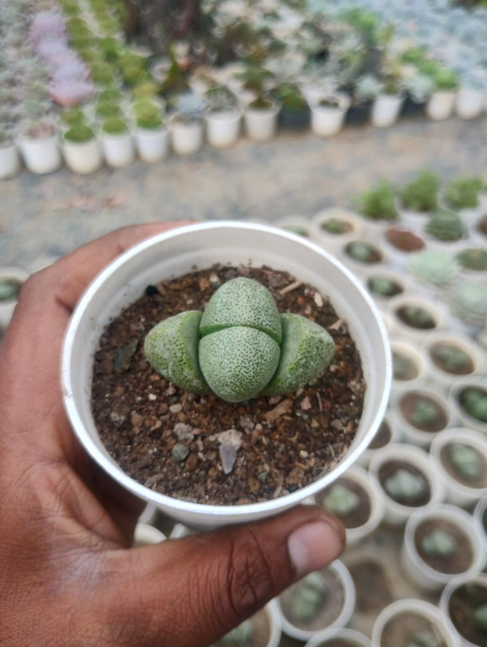 Pleiospilos Nelii (Split Rock) Lithops Plant