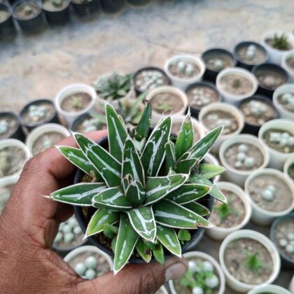 Queen Victoria Agave