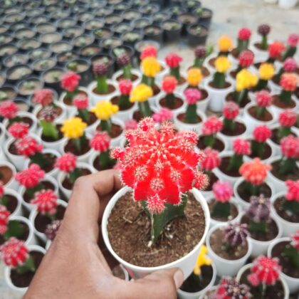 Red Moon Cactus Plant (Bare Rooted)