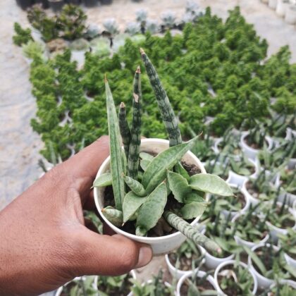Sanseveria Boncel Plant