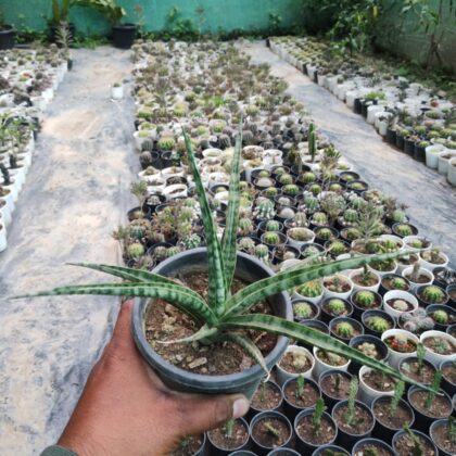 Sansevieria Fernwood Mikado (Snake Plant) Succulent Plant