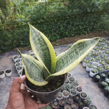 Sansevieria Futura Superba Snake Plant