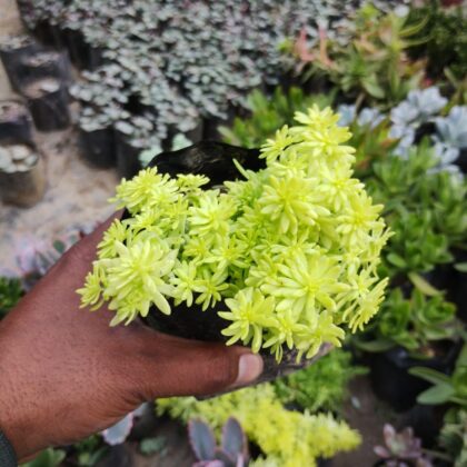Sedum Adolphi (Golden Sedum) Succulent Plant