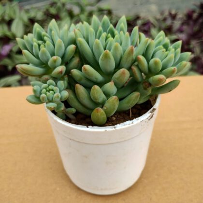 Sedum Rubrotinctum Pork And Beans Succulent Plant