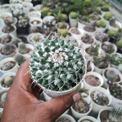 Sliver Arrow Cactus Plant