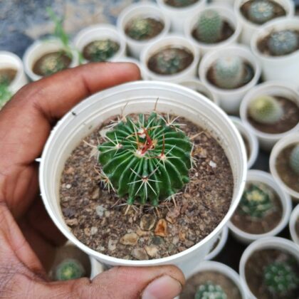 Stenocactus Multicostatus (Brain Cactus) Cactus Plant
