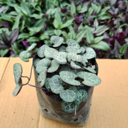 String of Hearts Succulent Plant