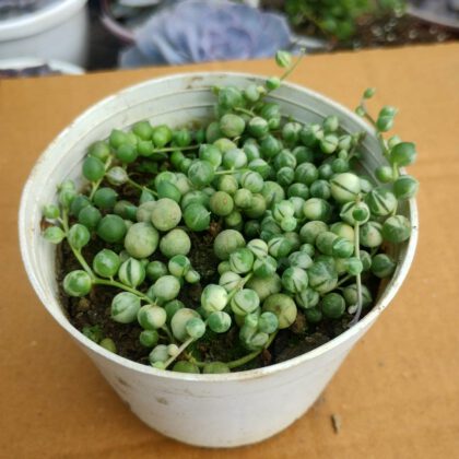 String of Pearls (Variegated) Succulent Plant