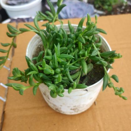 Strings Of Banana Succulent Plant