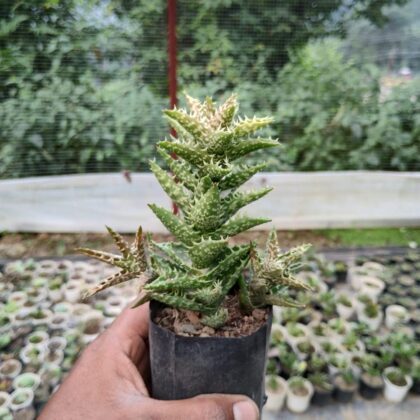 Tiger Tooth Aloe (Aloe Juvenna) Succulent Plant