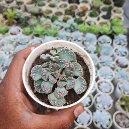 Titanopsis Calcarea Succulent Plant