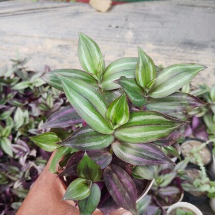 Tradescantia Zebrina Evanesce Succulent Plant