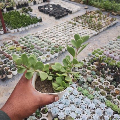 Trailing Jade (Weeping Jade) Succulent Plant