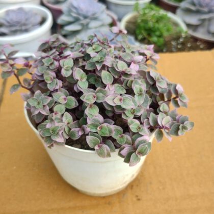 Turtle Vine Buy Pink Lady Succulent Plant