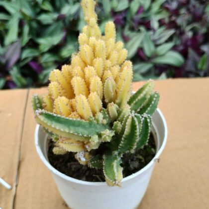 Variegated Fairy Castle Cactus Plant
