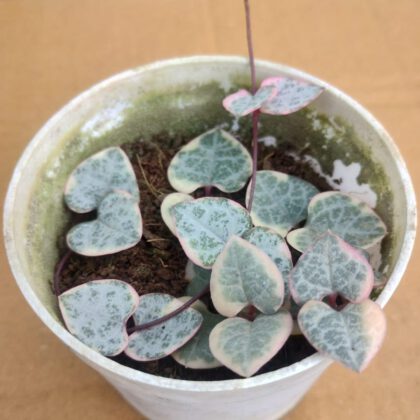Variegated String Of Heart Succulent Plant