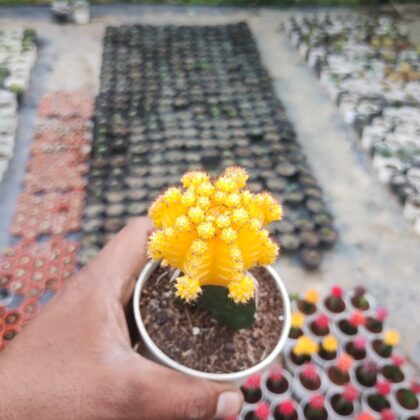 Yellow Moon Cactus Plant