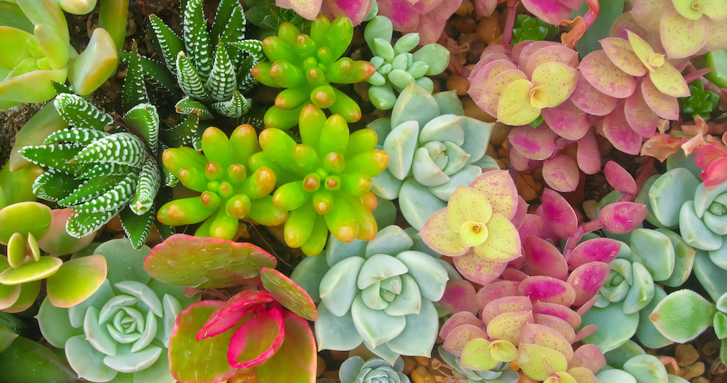 Buy Succulent Cactus Online at Best Price - Succulent Smile