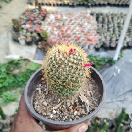 Spiny Bubblegum Burst cactus
