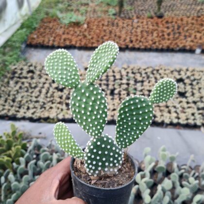 Polka Dot Bunny Ears cactus