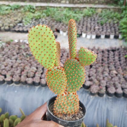 Cheeseburger Cactus