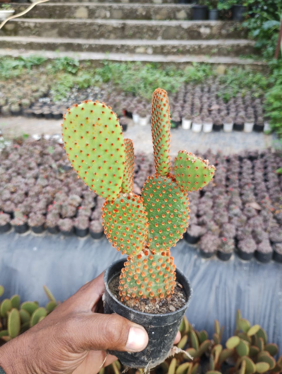 Cheeseburger Cactus