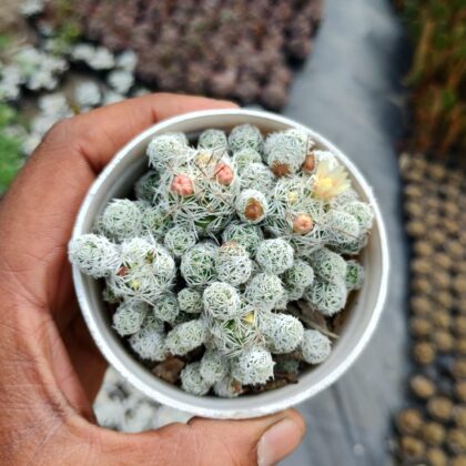 Snowball Sprout cactus
