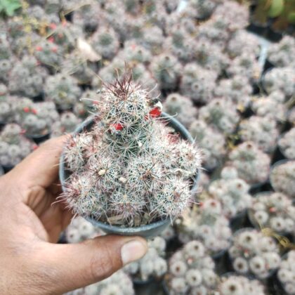 Spiky Snowball cactus