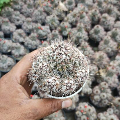 Spiky Orb Cactus