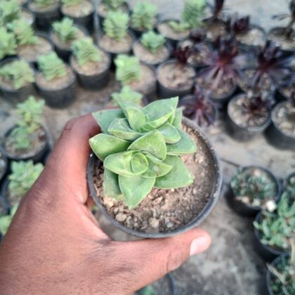 Spiralicious succulent