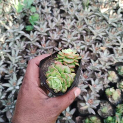 Funky Pineapple Bonanza succulent