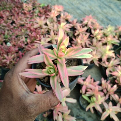 Pink Delight succulent