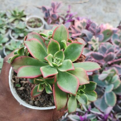 Aeonium Kiwi succulent