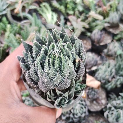 Spiky Waffle succulent