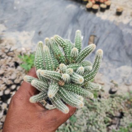 Pickle Monster cactus