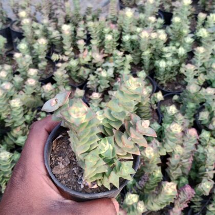 Stackin' Greens succulent