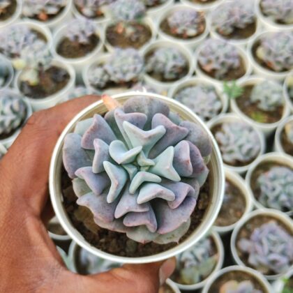 Twisty Turbine succulent