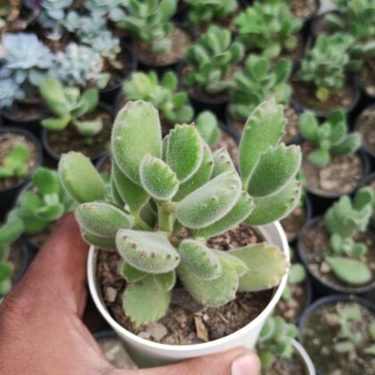 Bear's Paw succulent