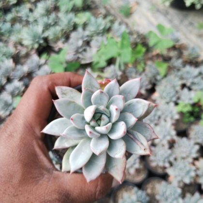 Pastel Petals succulent
