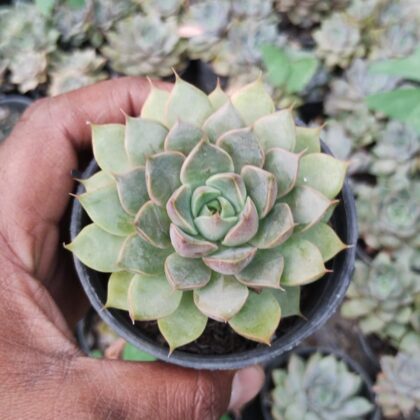 Rosette-Dweller succulent